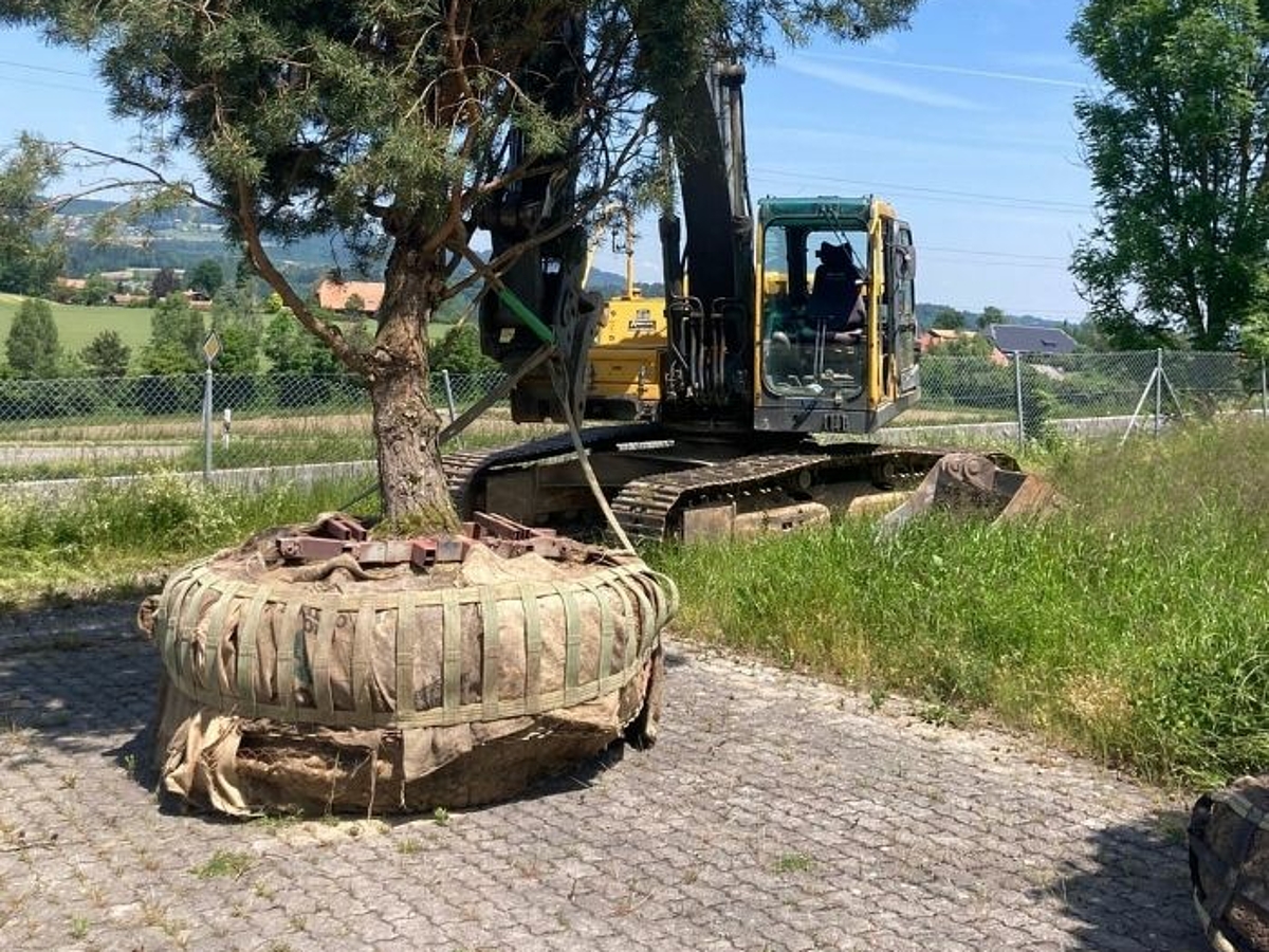Kran transportiert einen Baum 